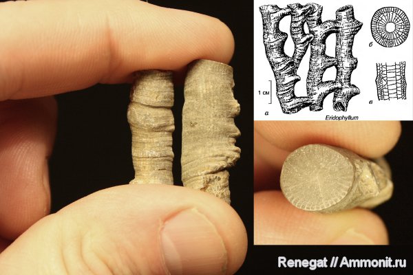 кораллы, Cnidaria, Anthozoa, Eridophyllum seriale, Eridophyllum, Rugosa