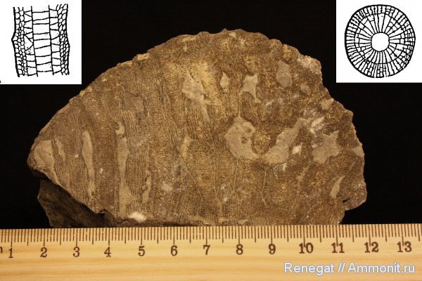 Cnidaria, Anthozoa, Eridophyllum seriale, Eridophyllum