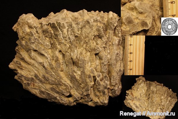 карбон, кораллы, Cnidaria, Anthozoa, четырехлучевые кораллы, Rugosa