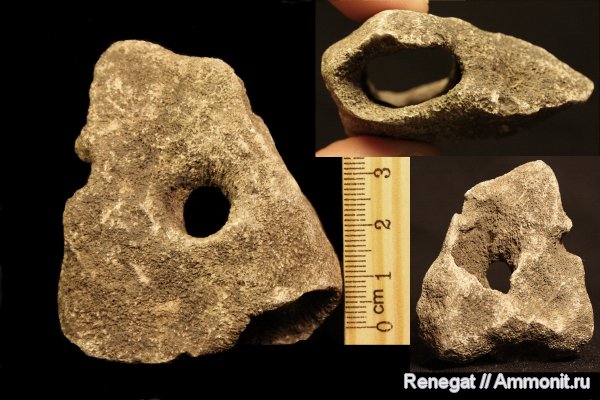 мшанки, Tabulipora, Bryozoa