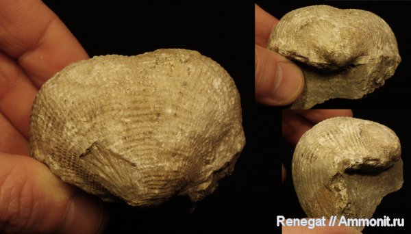 брахиоподы, пермский период, Башкирия, Productida, Permian