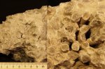 Фрагмент колонии кораллитов до и во время расчистки
