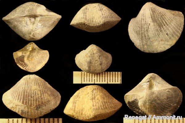 брахиоподы, девон, Devonian, Серпиевка, Theodossia katavensis