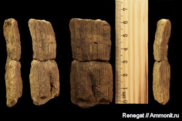 карбон, Calamites, Calamites suckowii