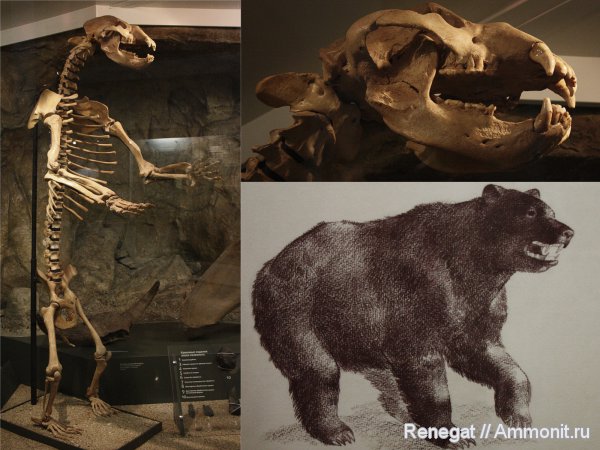 пещерный медведь, Ursus (Spelearctos) Spelaeus, Ursus, Ursus spelaeus