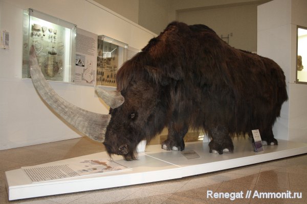 шерстистые носороги, Coelodonta, Coelodonta antiquitatis