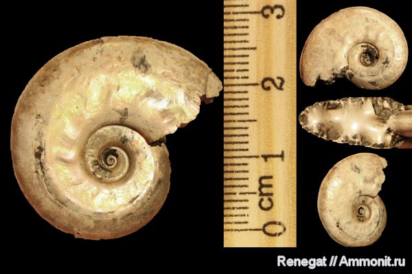 юра, Михайлов, Brightia, келловей, Hecticoceratinae, Brightia subinvoluta, Callovian, Jurassic, Middle Jurassic