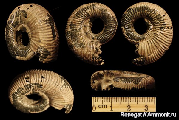 юра, Михайлов, Binatisphinctes, келловей, Binatisphinctes rjasanensis, Callovian, Jurassic, Middle Jurassic