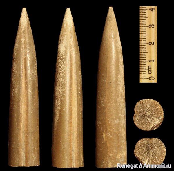 ростры, Holcobeloides, Holcobeloides beaumontianus