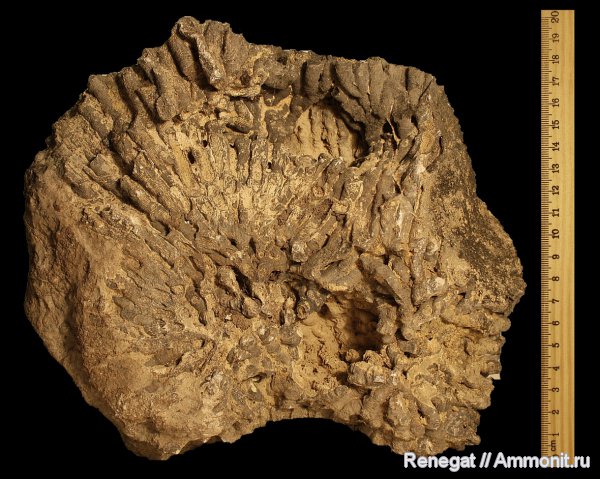 кораллы, колониальные кораллы, Cnidaria, Anthozoa, Серпиевка, Rugosa