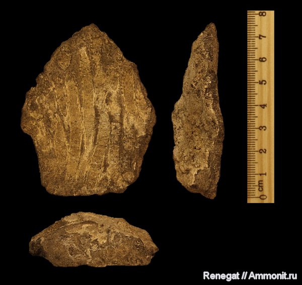 кораллы, колониальные кораллы, Cnidaria, Anthozoa, Серпиевка