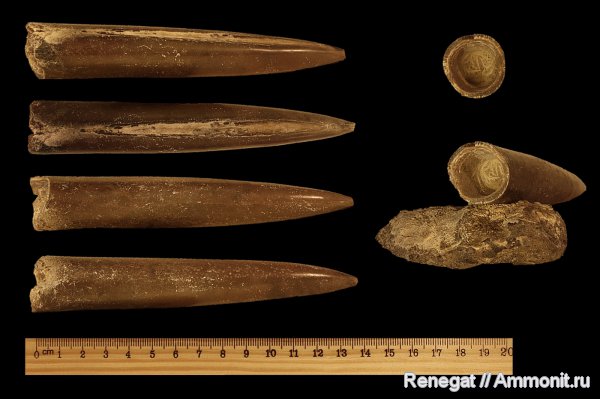 ростры, Holcobeloides beaumontianus