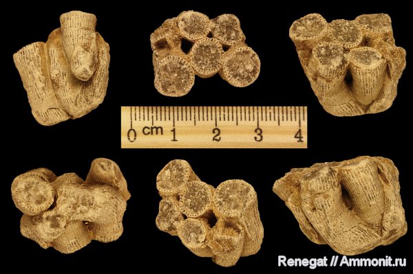 кораллы, колониальные кораллы, Cnidaria, Anthozoa, Rugosa