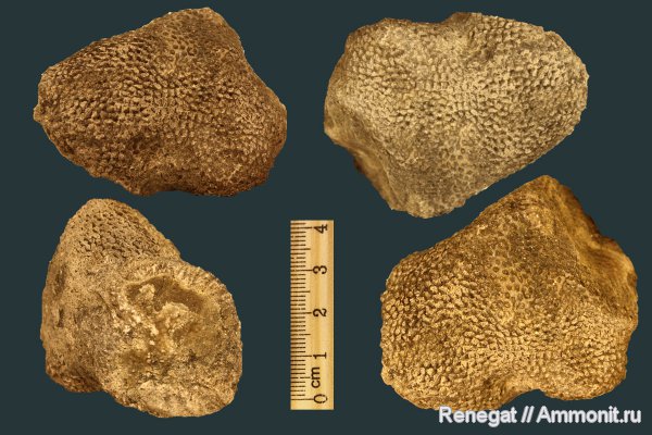 мшанки, Tabulipora, Tabulata, Серпиевка, Alveolites