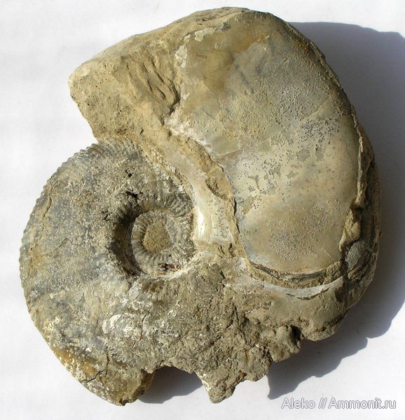 Михайлов, Kosmoceras, келловей, Kosmoceras rowlstonense, Callovian, Middle Jurassic