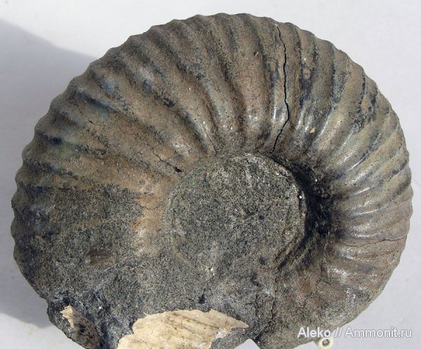 Surites, Никитино, surites dorsorotundus