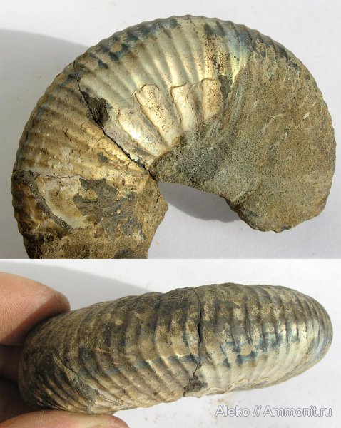 Surites, Никитино, берриас, Berriasian, Surites subtzikwinianus