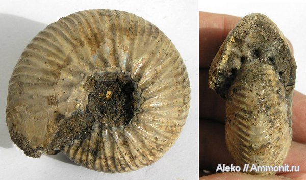 Никитино, валанжин, Temnoptychites, Valanginian, temnoptychites lgowensis