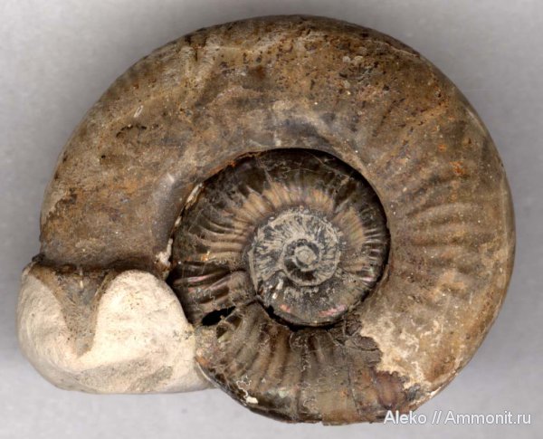 аммониты, келловей, Никитино, ушки, устье, Ammonites, Grossouvria, Microconchs, lappets, Callovian, Middle Jurassic, Grossouvria variabilis