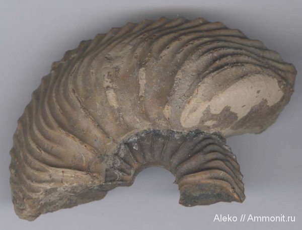 аммониты, Cardioceras, Никитино, Cardioceras cordatum, Ammonites
