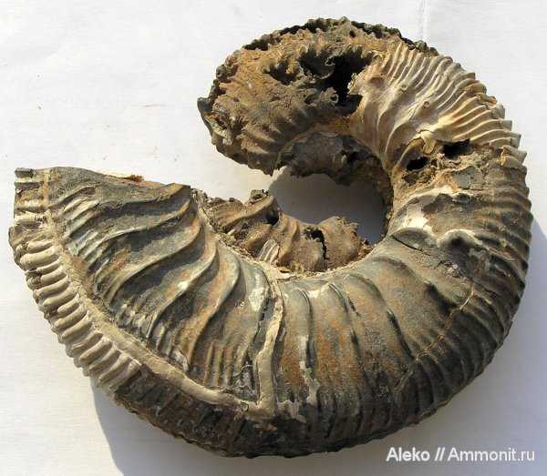 аммониты, Kosmoceras, Никитино, Ammonites