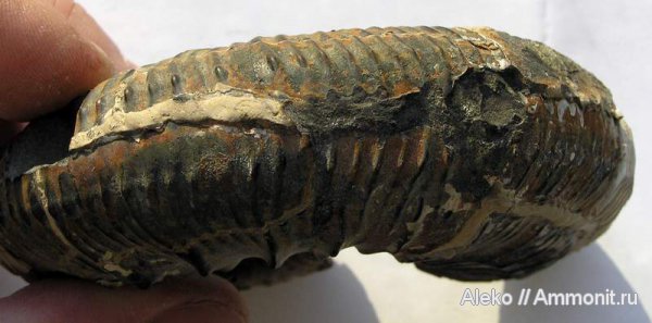 аммониты, Kosmoceras, Ammonites