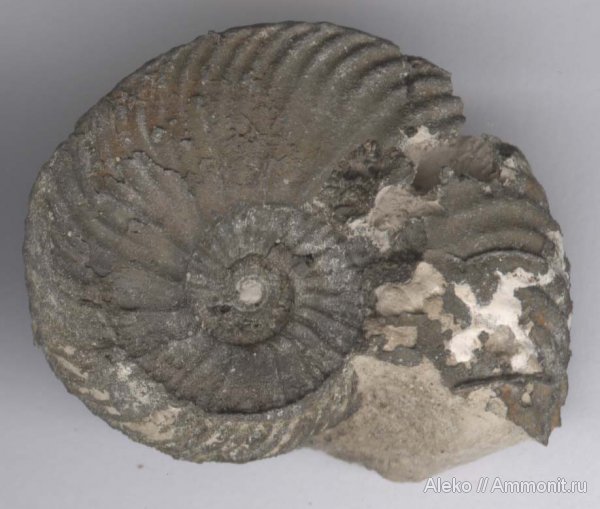 аммониты, келловей, Quenstedtoceras, Никитино, Ammonites, Callovian, Middle Jurassic