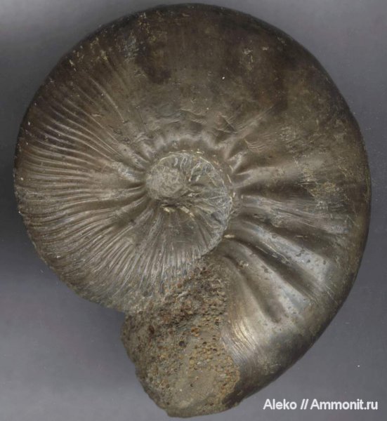 аммониты, Kosmoceras, келловей, Никитино, ушки, Kosmoceratidae, Kosmoceras enodatum, Ammonites, Kosmoceras enodatum crispatum