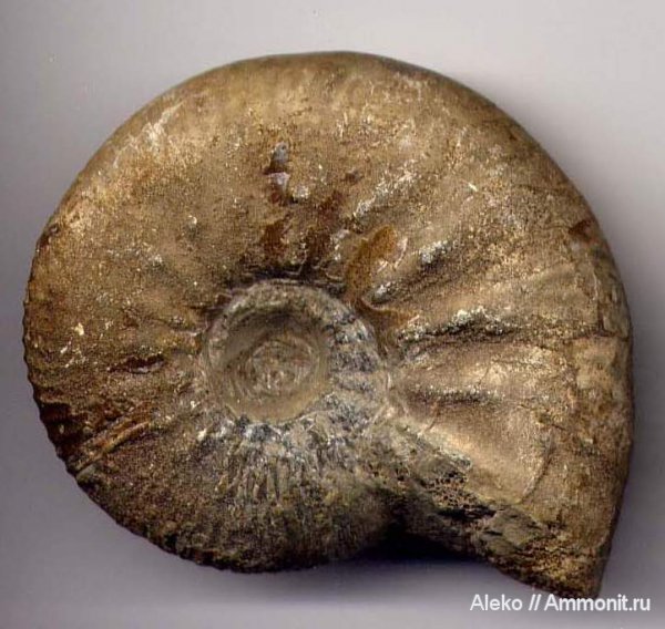 аммониты, Kosmoceras, келловей, Никитино, Kosmoceras planicerclus, Ammonites, Callovian, Middle Jurassic