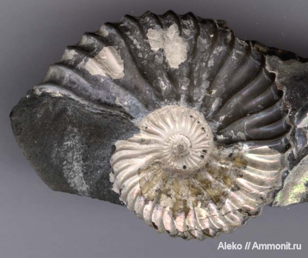 аммониты, Deshayesites, апт, Deshayesites deshayesi, Ammonites, muscle scars, отпечатки мускулов, Aptian