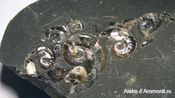 аммониты, апт, Aconeceras, Aconeceras trautscholdi, Ammonites, Aptian