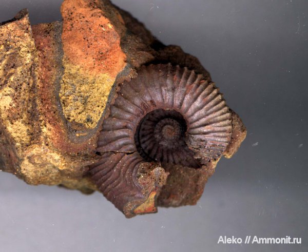аммониты, келловей, Kepplerites, Kepplerites approximatus, ушки, устье, Ammonites, Microconchs, Toricellites, lappets, Callovian, Middle Jurassic