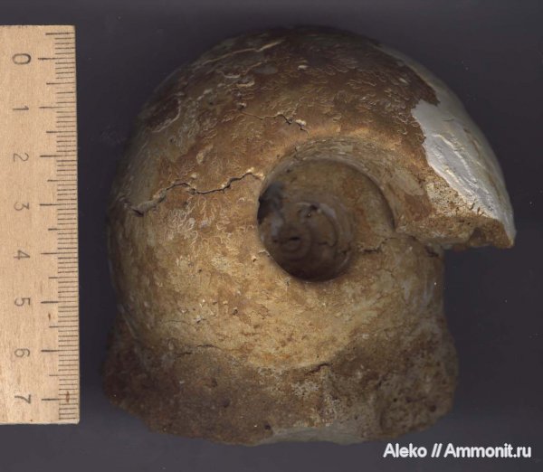 аммониты, келловей, Rondiceras, Rondiceras sysolae, Ammonites, Callovian, Middle Jurassic