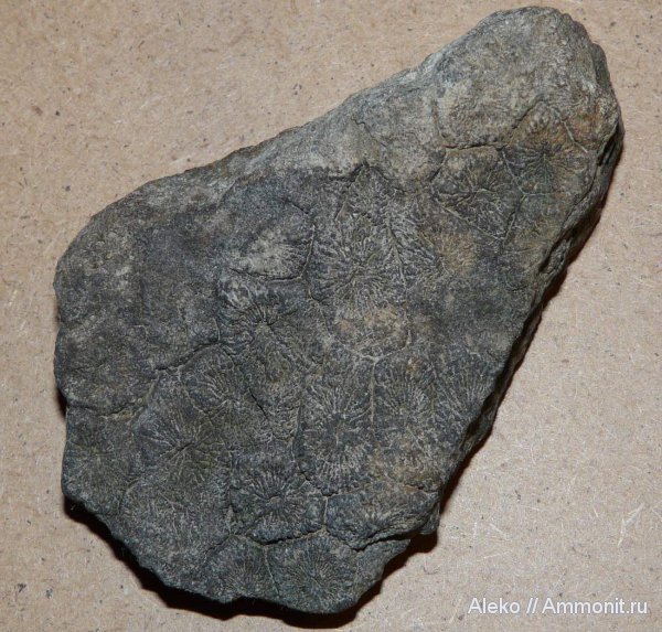 кораллы, палеозой, Actinocyathus, Lonsdaleia, Actinocyathus floriformis