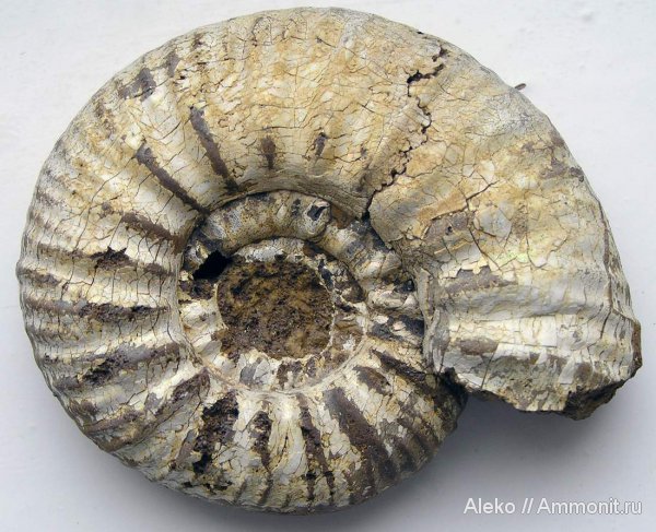 аммониты, келловей, Proplanulites, Ammonites, Proplanulites crassicosta, Callovian, Middle Jurassic