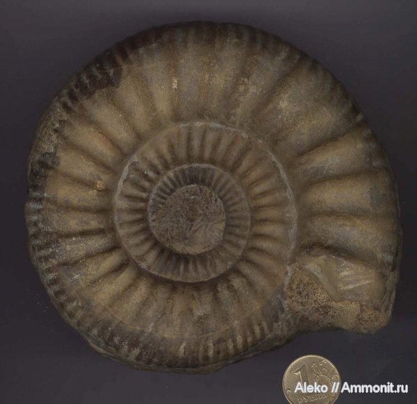 аммониты, келловей, Choffatia, Subgrossouvria, Callovian, Middle Jurassic, Subgrossouvria recuperoi