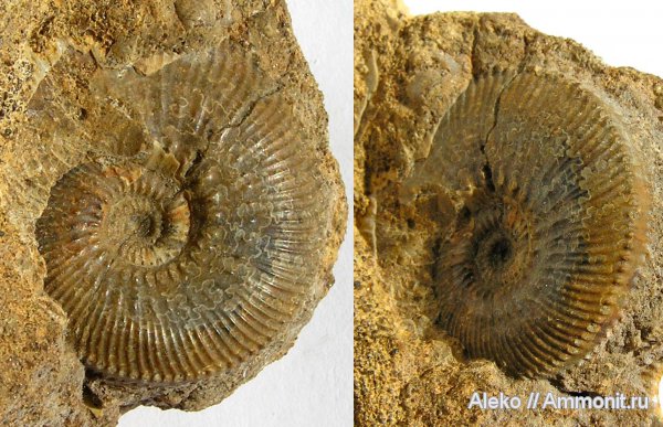 Елатьма, Gulielmiceras, Gulielmiceras gulielmii