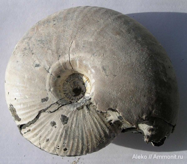 аммониты, Funiferites, келловей, Funiferites allae, Ammonites, Callovian, Middle Jurassic
