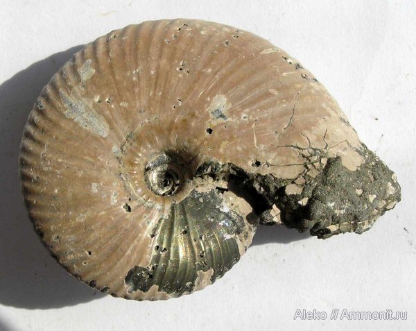 аммониты, Funiferites, келловей, Funiferites patruus, Ammonites, Callovian, Middle Jurassic