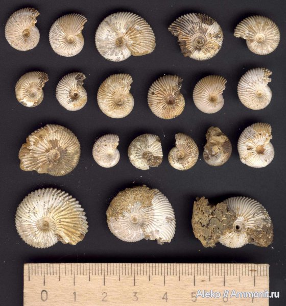 аммониты, келловей, Pseudocadoceras, Pseudocadoceras boreale, Ammonites, Callovian, Middle Jurassic