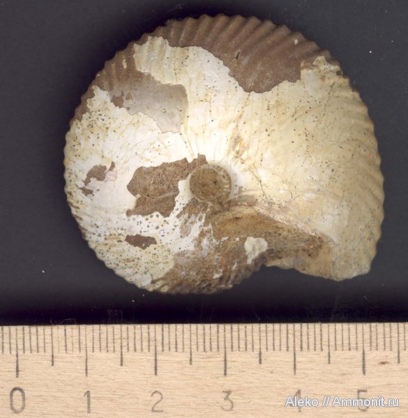 аммониты, келловей, Chamoussetia, Chamoussetia buckmani, Ammonites, Callovian, Middle Jurassic