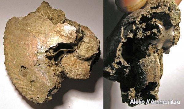 аммониты, Cardioceras, оксфорд, Ammonites, Oxfordian