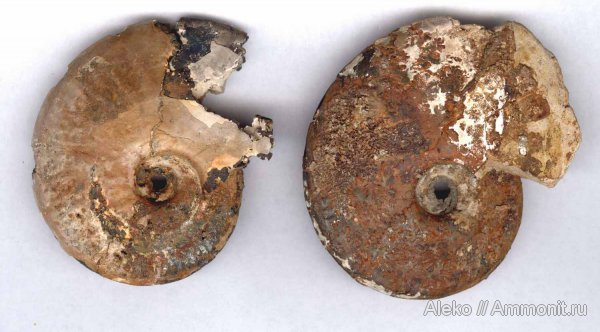 аммониты, Lunuloceras, келловей, Sublunuloceras, Sublunuloceras lonsdalii, Ammonites, Callovian, Middle Jurassic