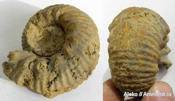 аммониты, Erymnoceras, келловей, Erymnoceras coronatum, Ammonites, Callovian, Middle Jurassic