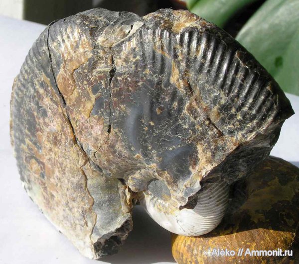 аммониты, готерив, Craspedodiscus, Craspedodiscus discofalcatus, Ammonites, Hauterivian