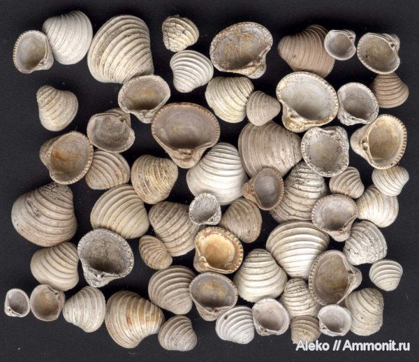 оксфорд, двустворки, Astarte, Astarte cordata, Trautscholdia, Astarte depressoides, Oxfordian