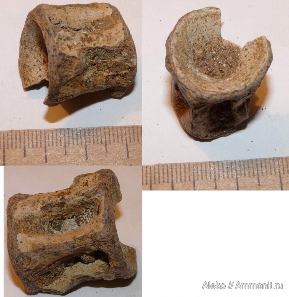 рыбы, сеноман, Шацк, Cenomanian, fish