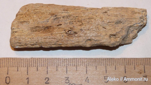 рептилии, сеноман, Шацк, Cenomanian