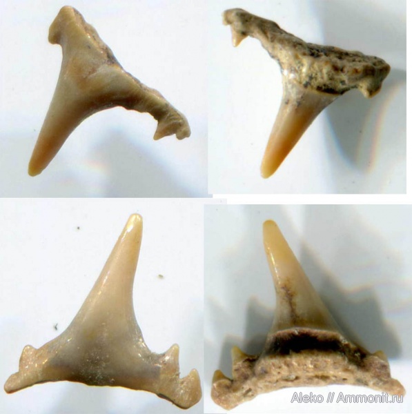 сеноман, зубы акул, Synechodus, Шацк, Cenomanian, shark teeth