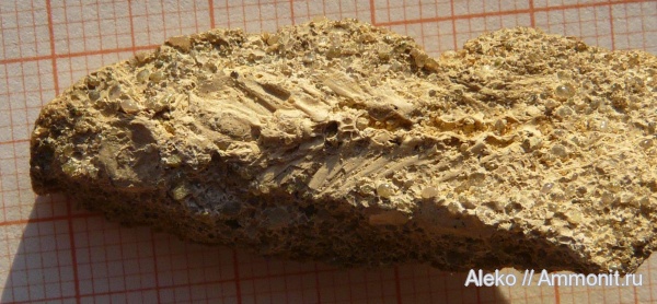 рыбы, сеноман, Шацк, Cenomanian, fish